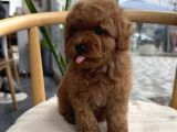 Yeni̇ Arkadaşiniz Yavru Toy Poodle Yavrumuz
