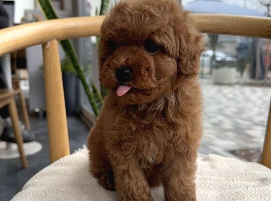 Yeni̇ Arkadaşiniz Yavru Toy Poodle Yavrumuz görsel