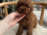 Yeni̇ Arkadaşiniz Yavru Toy Poodle Yavrumuz
