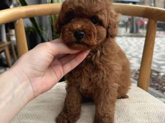 Yeni̇ Arkadaşiniz Yavru Toy Poodle Yavrumuz görsel
