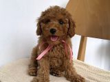 GÜLEN SURAT POODLE YAVRULAR