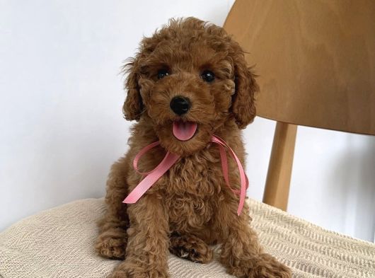 Gülen Surat Poodle Yavrular