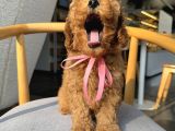 Gülen Surat Poodle Yavrular