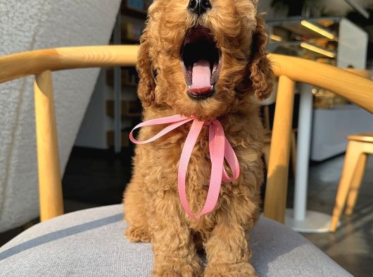 Gülen Surat Poodle Yavrular görsel