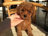 GÜZELLİK ABİDESİ TOY POODLE BEBEKLER