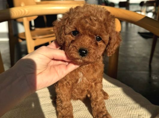 Güzelli̇k Abi̇desi̇ Toy Poodle Bebekler