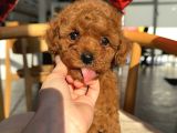 Güzelli̇k Abi̇desi̇ Toy Poodle Bebekler