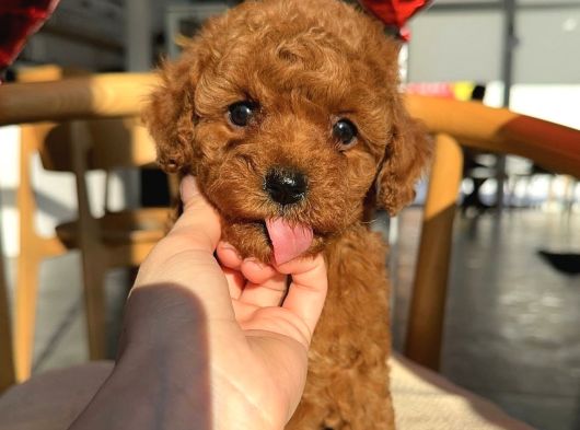 Güzelli̇k Abi̇desi̇ Toy Poodle Bebekler görsel