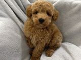 TOMBİK TOY POODLE BEBEKLER