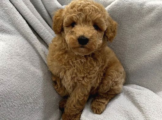 Tombi̇k Toy Poodle Bebekler