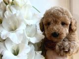 Tombi̇k Toy Poodle Bebekler