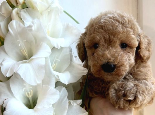 Tombi̇k Toy Poodle Bebekler görsel