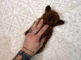 Dark Brown Micro Kore  Poodle Yavrularımız
