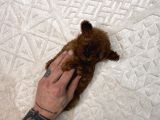 Dark Brown Micro Kore  Poodle Yavrularımız