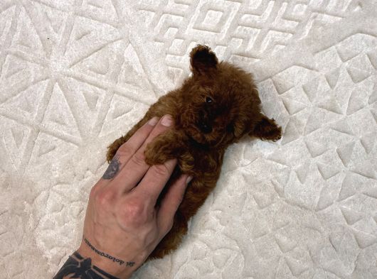 Dark Brown Micro Kore  Poodle Yavrularımız görsel