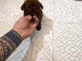 Dark Brown Micro Kore  Poodle Yavrularımız