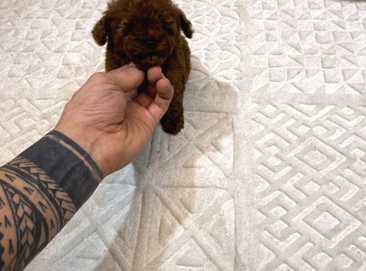 Dark Brown Micro Kore  Poodle Yavrularımız görsel