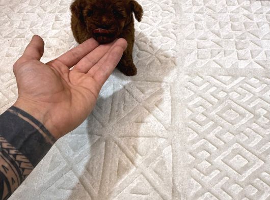 Dark Brown Micro Kore  Poodle Yavrularımız görsel