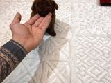 Dark Brown Micro Kore  Poodle Yavrularımız