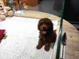 Dark Brown Poodle Yavrumuz Boby