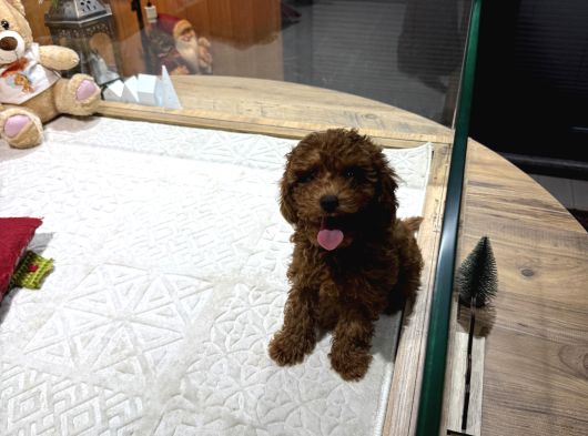 Dark Brown Poodle Yavrumuz Boby görsel