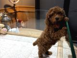 Dark Brown Poodle Yavrumuz Boby