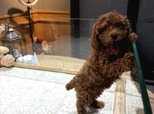 Dark Brown Poodle Yavrumuz Boby