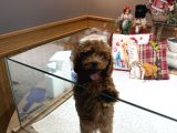 Dark Brown Poodle Yavrumuz Boby