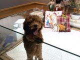 Dark Brown Poodle Yavrumuz Boby