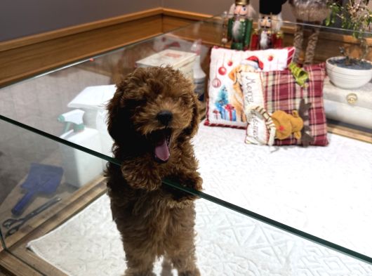 Dark Brown Poodle Yavrumuz Boby görsel