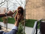 Toy Poodle Yavrularımız