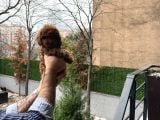 Toy Poodle Yavrularımız