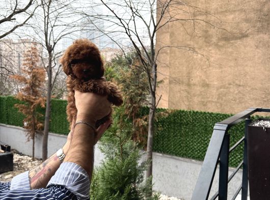 Toy Poodle Yavrularımız görsel