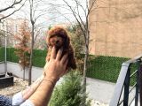 Toy Poodle Yavrularımız