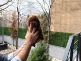 Toy Poodle Yavrularımız
