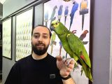 BLUEFRONT AMAZON PAPAĞANIMIZ KAHKAHA ATAR KONUŞIR