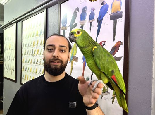 Bluefront Amazon Papağanimiz Kahkaha Atar Konuşir
