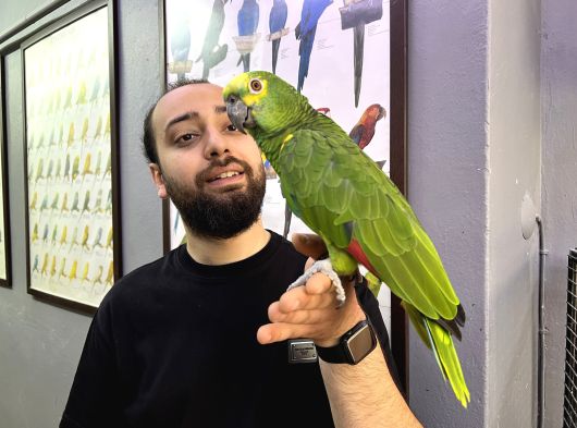 Bluefront Amazon Papağanimiz Kahkaha Atar Konuşir görsel
