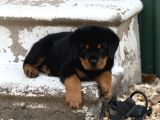 Dev Rotweiller Yavruları Koca Kafa Macar