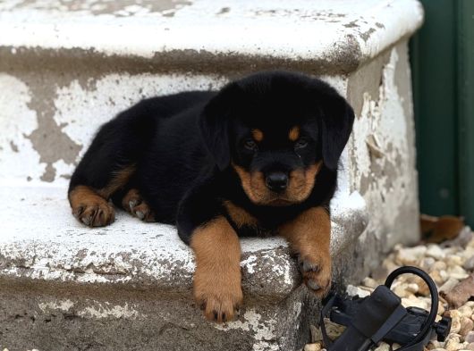 Dev Rotweiller Yavruları Koca Kafa Macar görsel