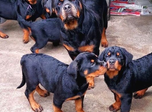 Dev Rotweiller Yavruları Koca Kafa Macar görsel