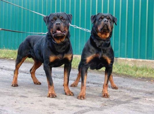 Dev Rotweiller Yavruları Koca Kafa Macar görsel