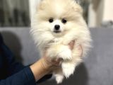 Tuvalet Eğitimli Aşılı Pomerian