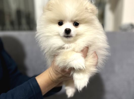 Tuvalet Eğitimli Aşılı Pomerian