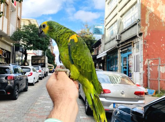 Bluefront Amazon Papağan Eği̇ti̇mli̇ Üst Düzey Konuşan Takli̇tçi̇ görsel