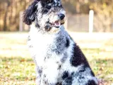 Türkiye de nadir bulunan Harlequin merle poodle