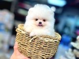 Pomeranian Boo Ayı Surat Yavrular Mağazamızdan Sizlerle