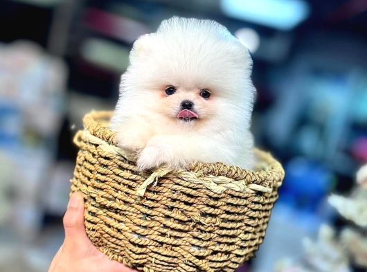 Pomeranian Boo Ayı Surat Yavrular Mağazamızdan Sizlerle görsel