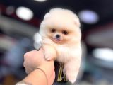 Pomeranian Boo Ayı Surat Yavrular Mağazamızdan Sizlerle