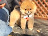 Orange Renk pomeran Boo Güzelliği